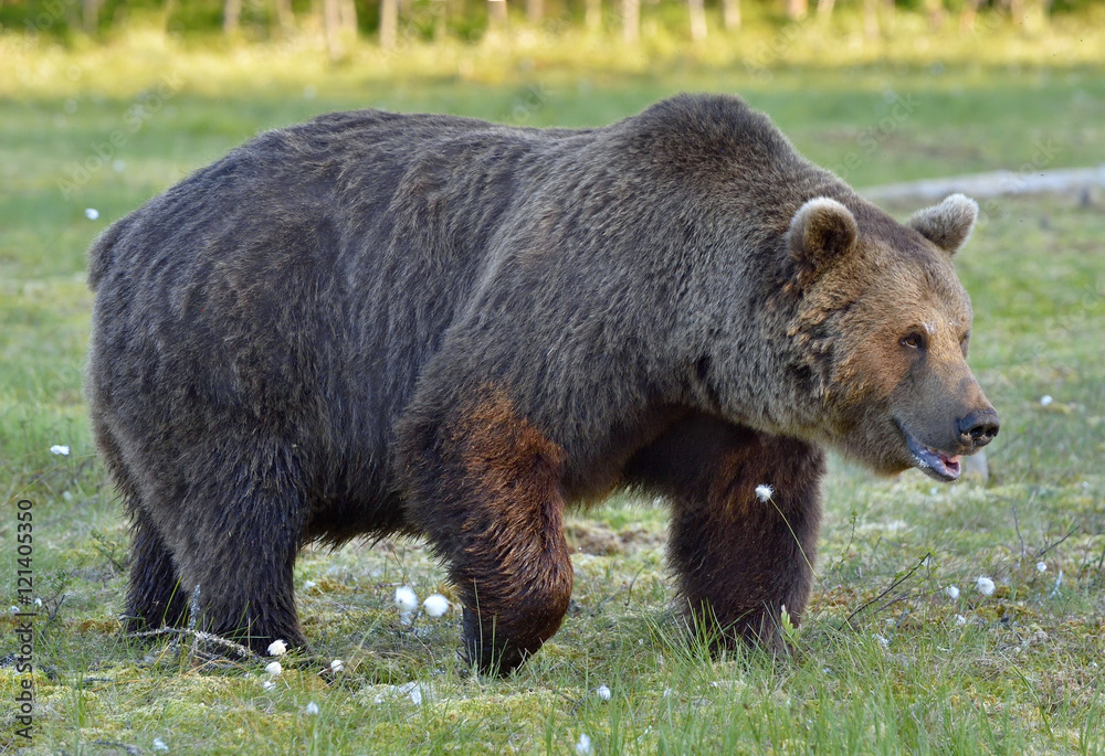 Wild brown bear (Ursus arctos) on the meadow of the forest in summer. Close up portrait . Natural green background. Wild brown bear (Ursus arctos) on the meadow of the forest in summer. Close up portrait . Natural green background.