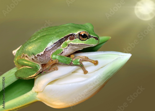 Treefrog