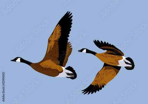 Wild ducks fly 
