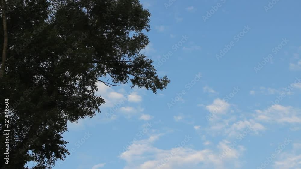 on the blue sky floating clouds. large green poplar on the blue sky floating clouds. large green poplar