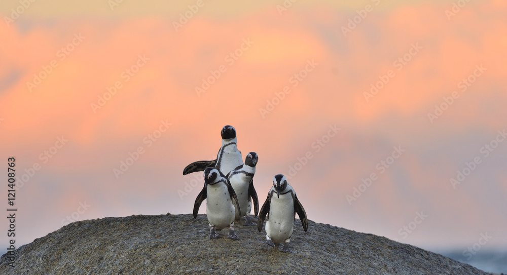 Fototapeta premium African penguins on the boulder in sunset light sky. African penguin ( Spheniscus demersus) also known as the jackass penguin and black-footed penguin. Boulders colony. Cape Town. South Africa
