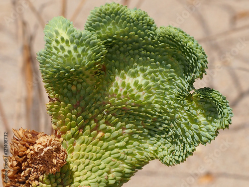 Sea Spurge (Euphorbia paralias) photo