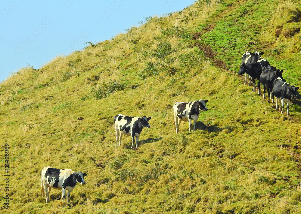 Cows in Azores, Portugal