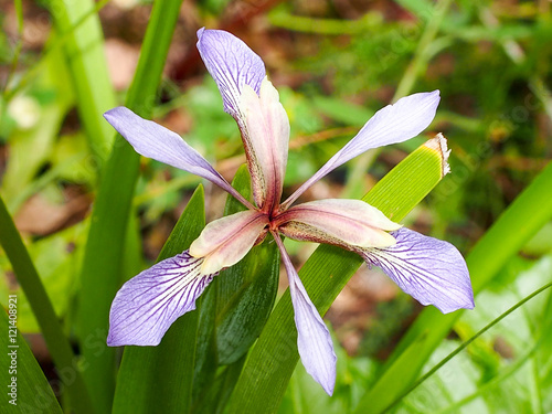 Stinking Iris (Iris foetidissima)