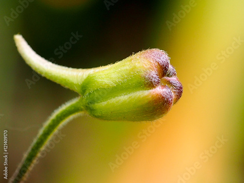 Plant (Delphinium pentagynum)