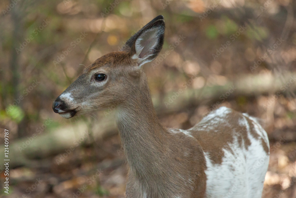 Female Piebald Whitetail Deer Female Piebald Whitetail Deer