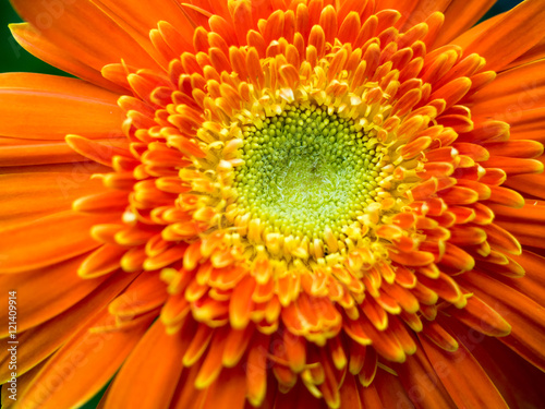 Orange gerbera flower agaisnt green blurred background