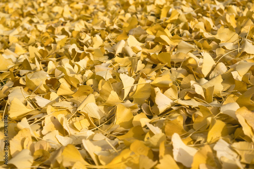 Close up of golden gingko biloba leaves in autumn