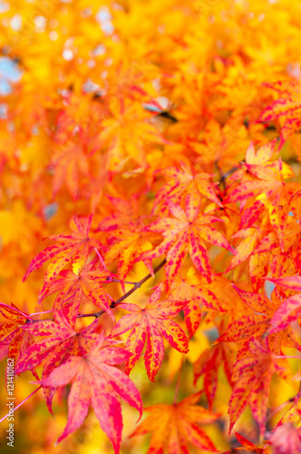 Farbenfroher Herbst  Indian Summer  Kanadischer Amberbaum  Liquidambar  Leuchtendes Herbstlaub  Farbenpracht