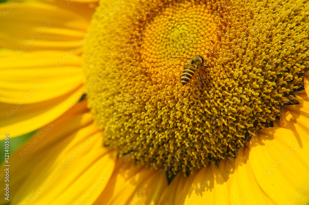 Sunflower and bee closeup background and texture
Sunflower and bee closeup background and texture