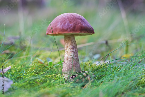 Brown cap boletus mushroom growing in the forest at autumn