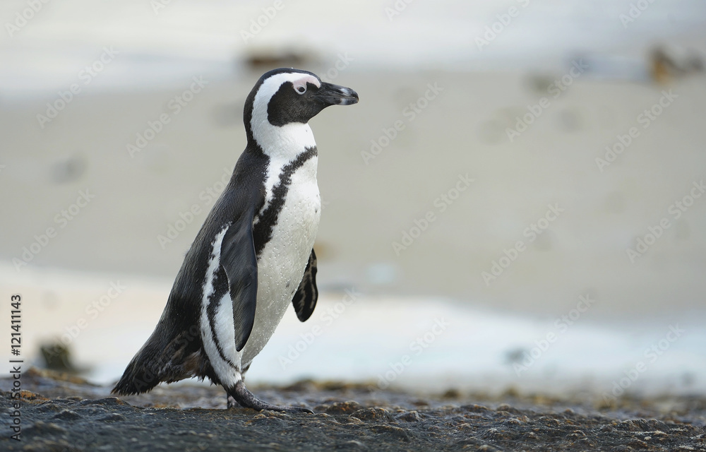 Fototapeta premium African penguin walk out of the ocean on the stony coast. African penguin ( Spheniscus demersus) also known as the jackass penguin and black-footed penguin. Boulders colony. Cape Town. South Africa