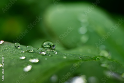 Leaves with dewdrops