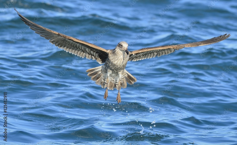 Flying Juvenile Kelp gull (Larus dominicanus), also known as the Dominican gull and Black Backed Kelp Gull. False Bay, South Africa Flying Juvenile Kelp gull (Larus dominicanus), also known as the Dominican gull and Black Backed Kelp Gull. False Bay, South Africa