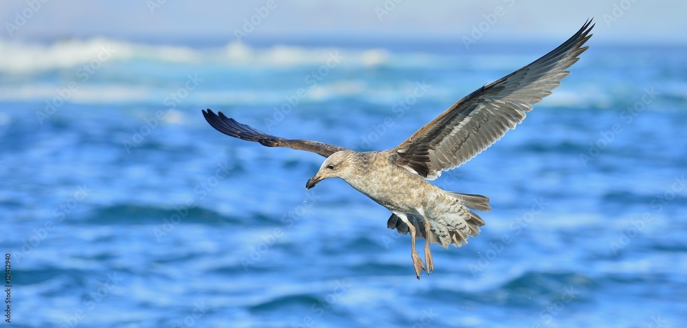 Flying Juvenile Kelp gull (Larus dominicanus), also known as the Dominican gull and Black Backed Kelp Gull. False Bay, South Africa Flying Juvenile Kelp gull (Larus dominicanus), also known as the Dominican gull and Black Backed Kelp Gull. False Bay, South Africa
