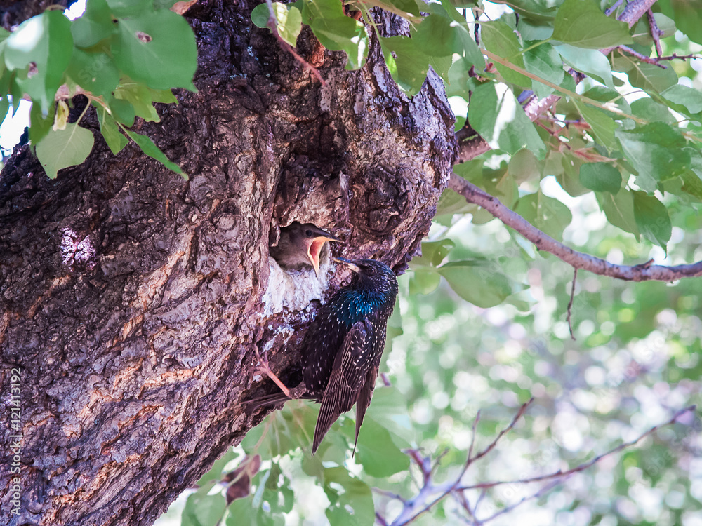 One female starling feeds its chick that sits with open beak in a tree's hollow.