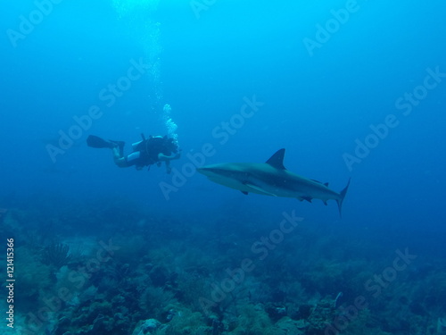 encontro com tubarão © elenaoliveira