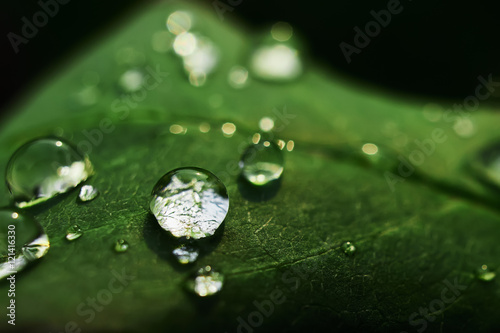 Leaves with dewdrops