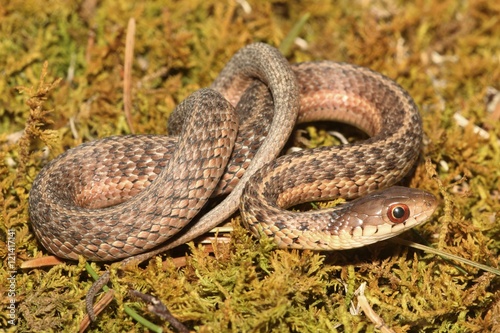 Baby Garter Snake (Thamnophis sirtalis)