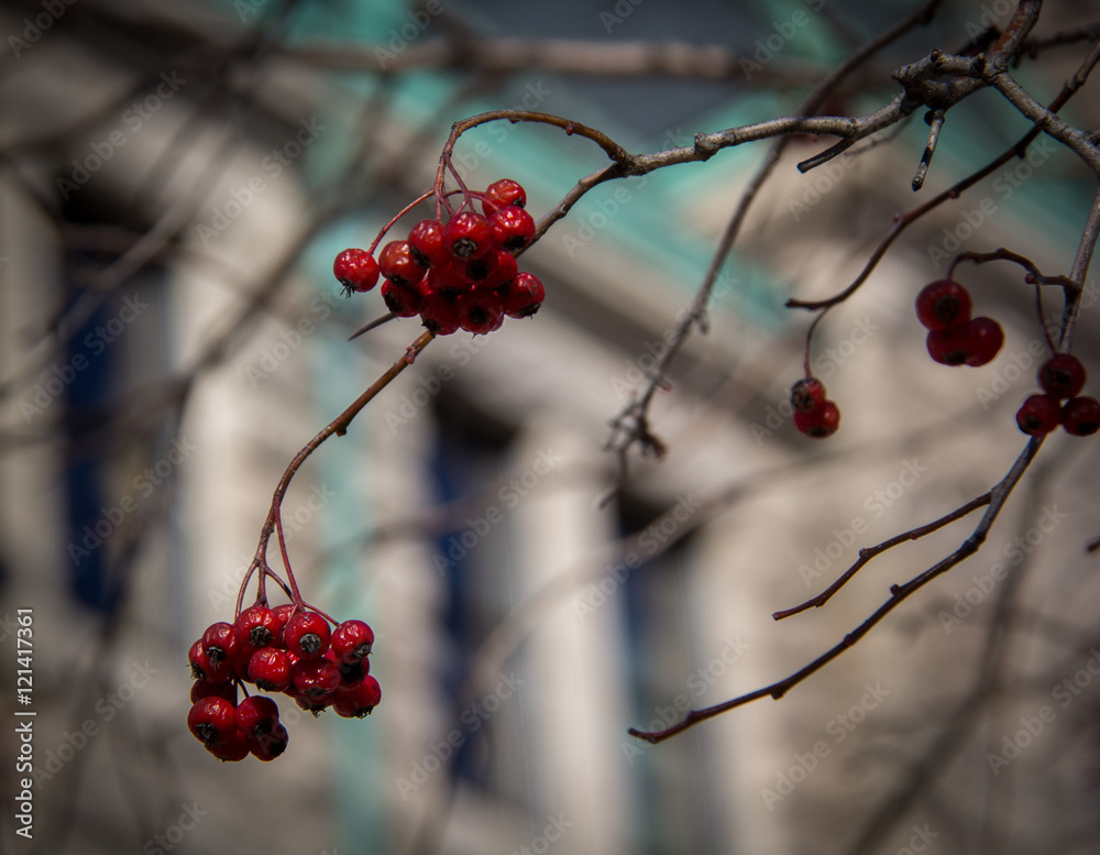 Berries at City Hall Berries at City Hall