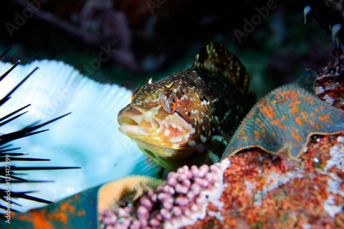 Alaska greenling fish photo