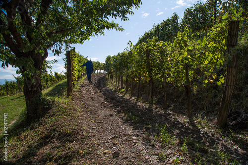 Vineyard with ripe grapes and Scarecrow