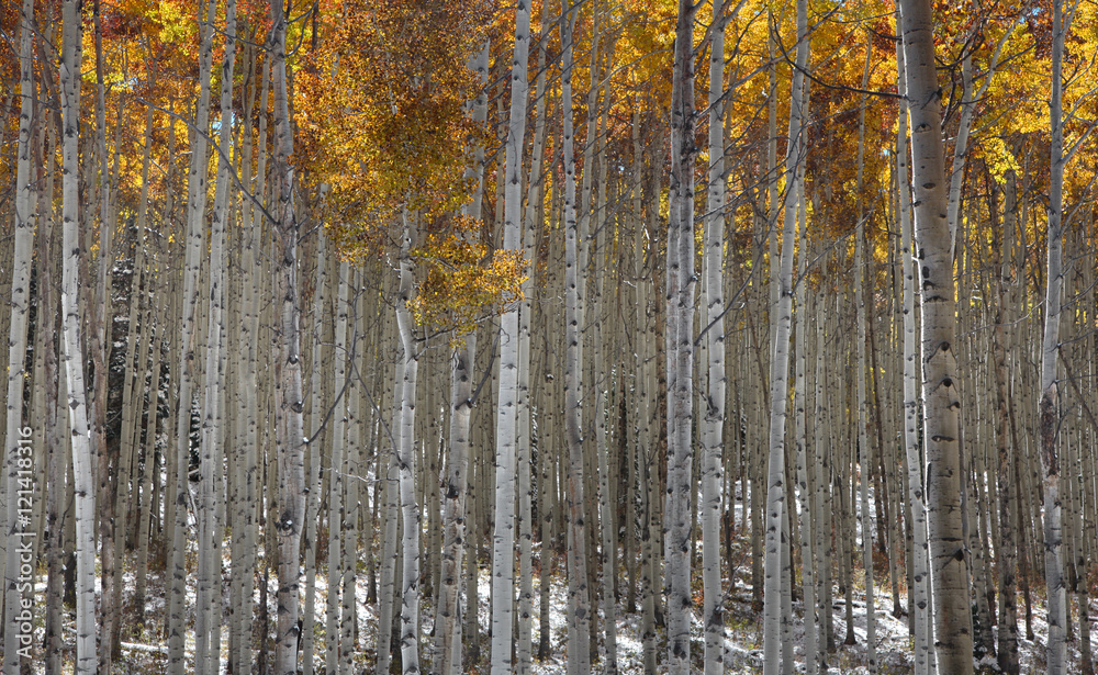 Obraz premium Tall Aspen trees in fall time