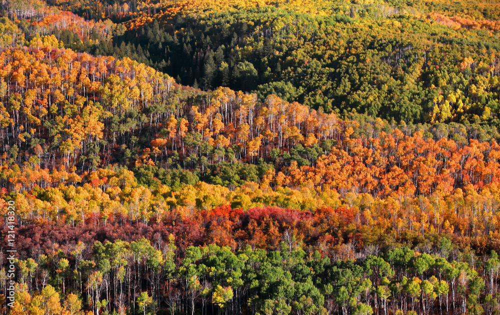 Fototapeta premium Canopy of Autumn trees in Colorado