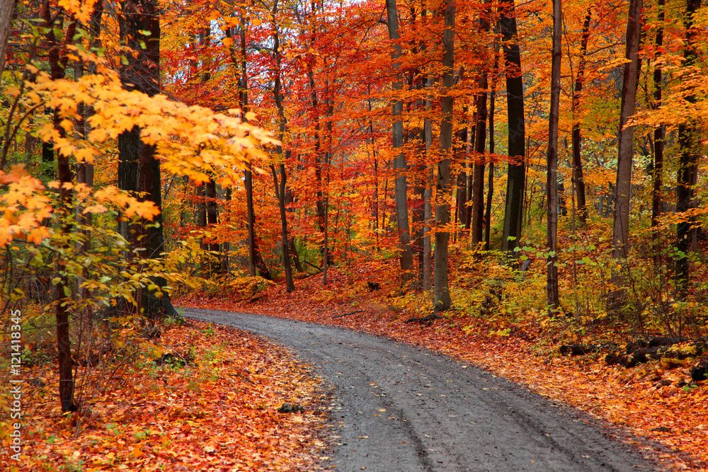 Obraz premium Beautiful alley in colorful autumn time