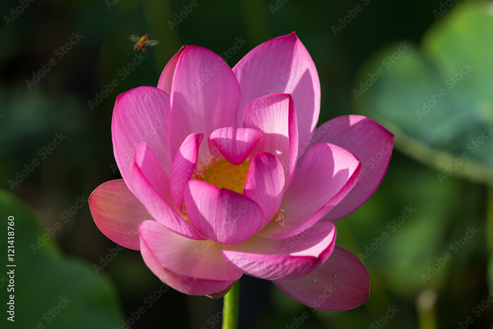 蓮の花 蓮の花