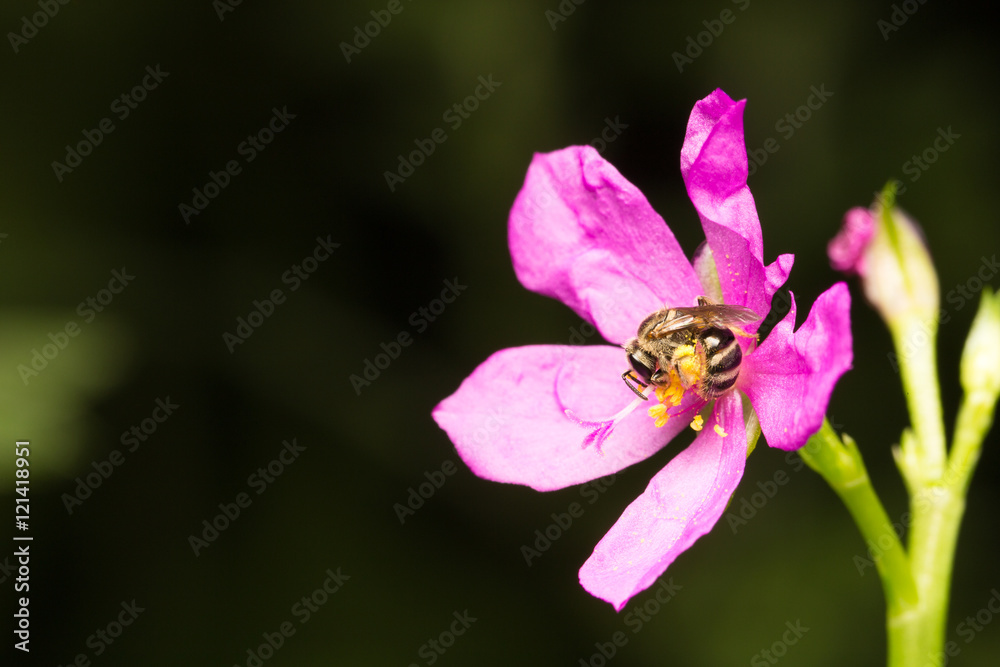Bee looking for nectar Bee looking for nectar