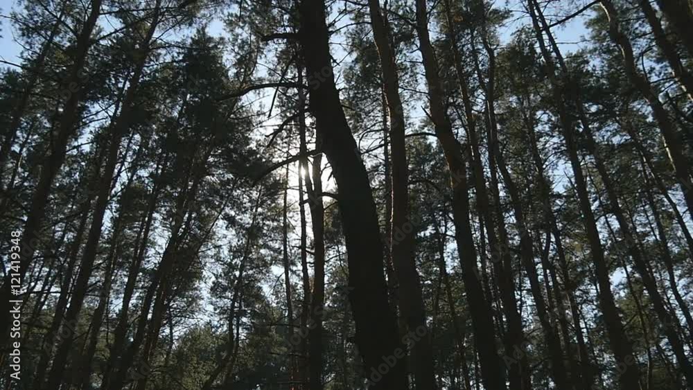 Tracking shot in a thick deciduous forest. Sun glimmering through tree. Forest with sunrays shining. Sun rays light shines through trees and branches of deciduous forest. Tracking shot in a thick deciduous forest. Sun glimmering through tree. Forest with sunrays shining. Sun rays light shines through trees and branches of deciduous forest.