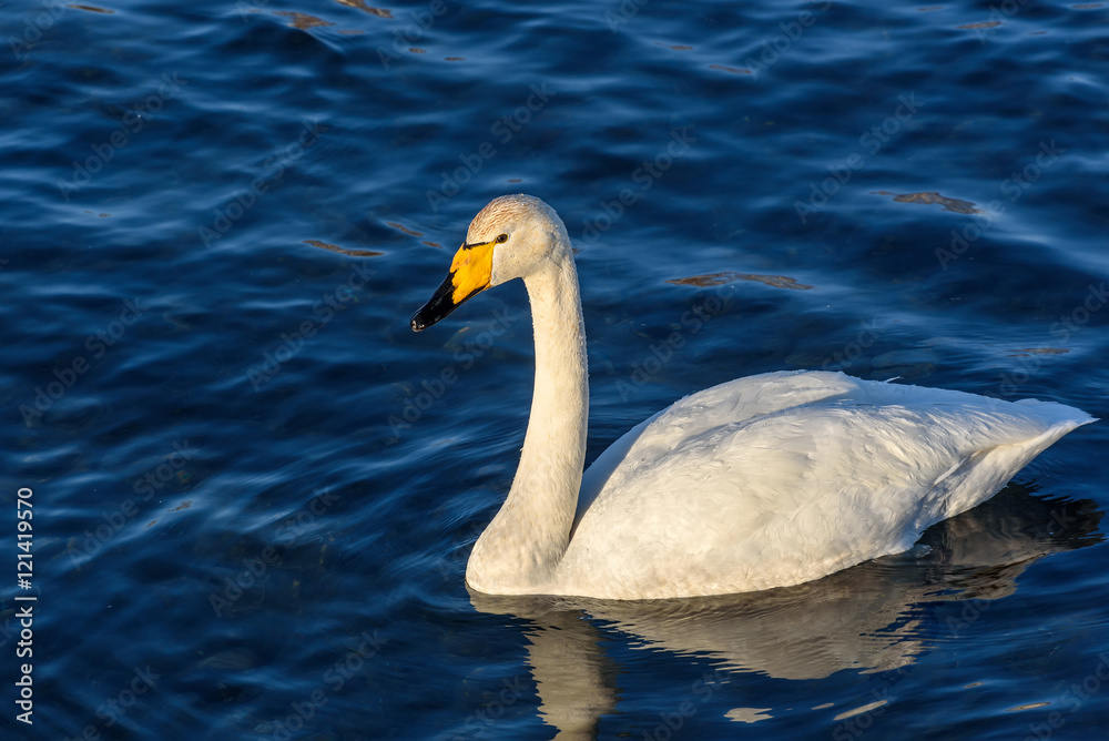 swan lake winter birds closeup swan lake winter birds closeup