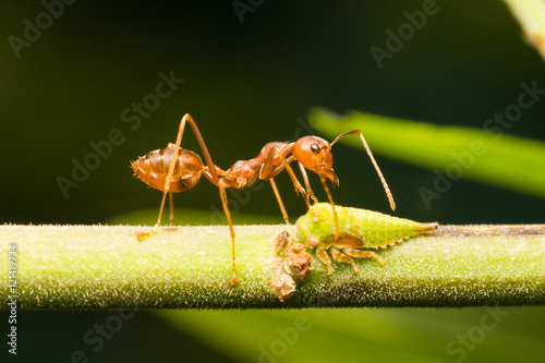 Red ants on the branches © vachiraphan