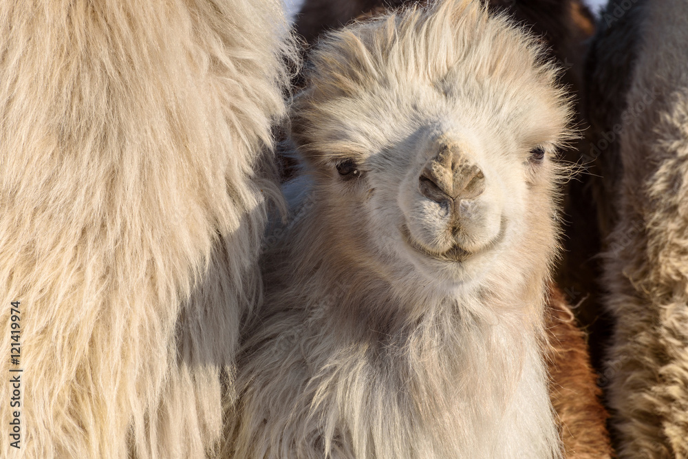 camel portrait winter farm