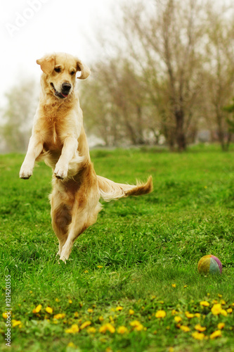 funny Golden Retriever dog playing and jumping in the summer