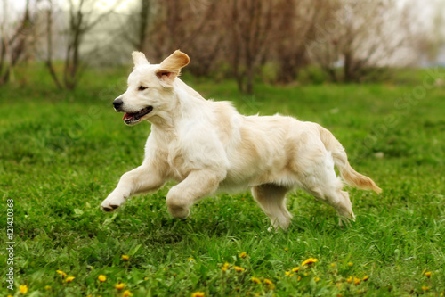 Small funny puppy dogs Golden Retriever runs in the summer on a