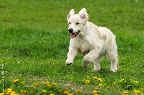 Small funny puppy dogs Golden Retriever runs in the summer on a