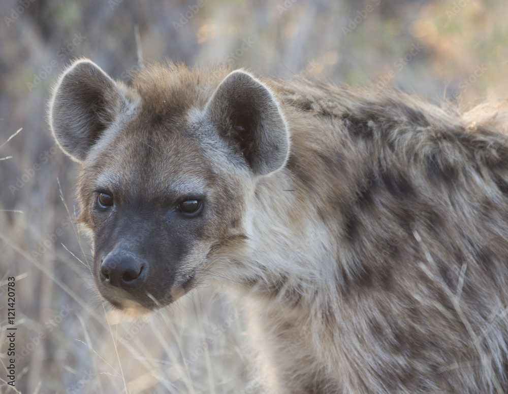 Etosha National Park Namibia, Africa, spotted hyena Etosha National Park Namibia, Africa, spotted hyena