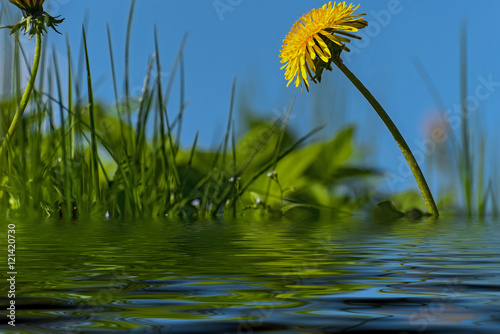 dandelion flower meadow water reflection