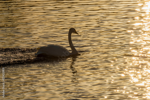swan lake winter birds sunset