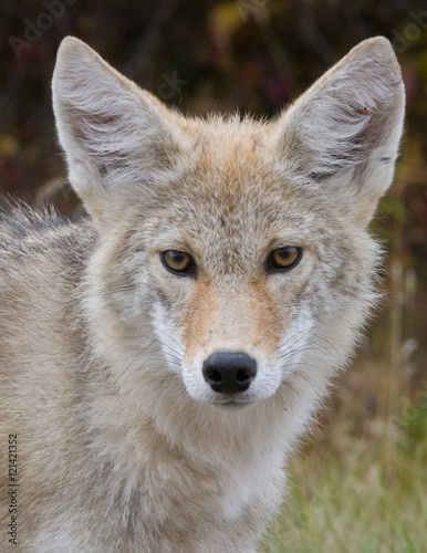 Coyote Stare Fototapete