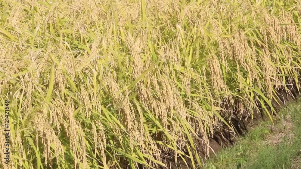 風に揺れる稲穂 風に揺れる稲穂