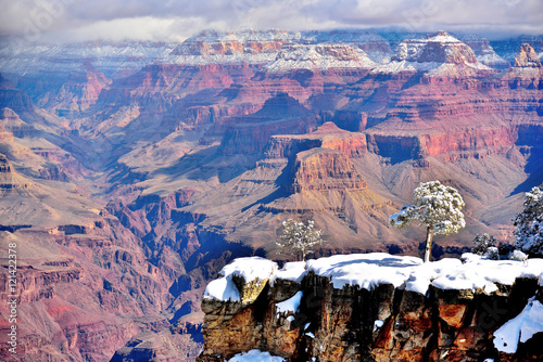 Canvas Print Tree on the snow in canyon