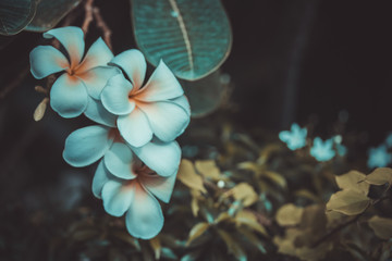 Keuken achterwand Frangipani Plumeria bloemen in vintage stijl  © KanyaphatStudio