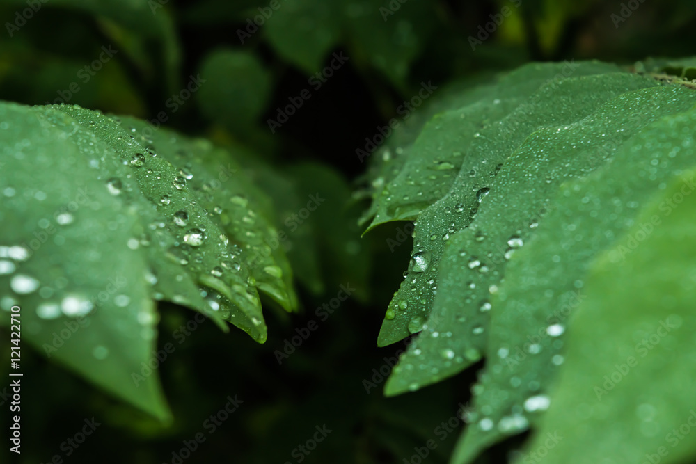 droup of water back and green backgrund droup of water back and green backgrund