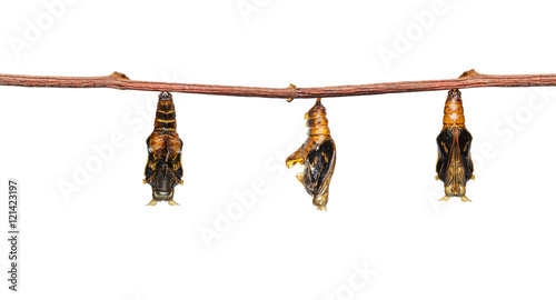Isolated mature chrysalis of colour segeant butterfly with skin