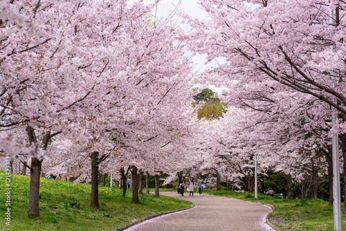 山田池公園　桜並木