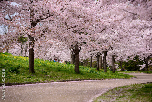 山田池公園　桜並木