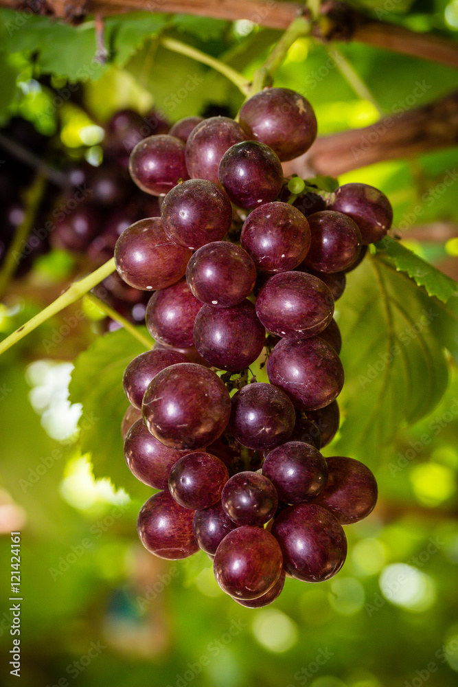 Grapes in the vineyard